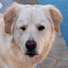 chloedogcloset
